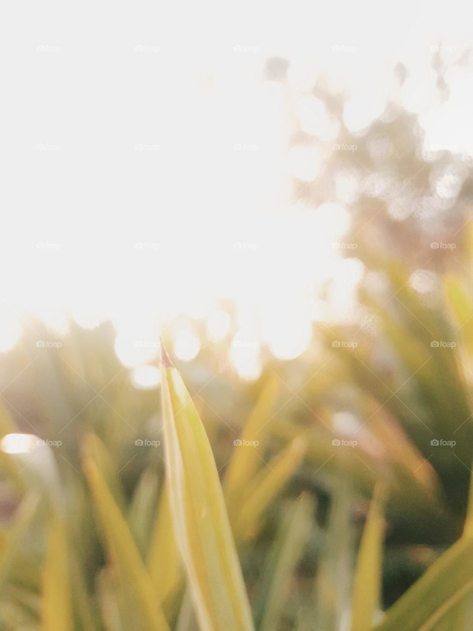 Shrubs Backlighting