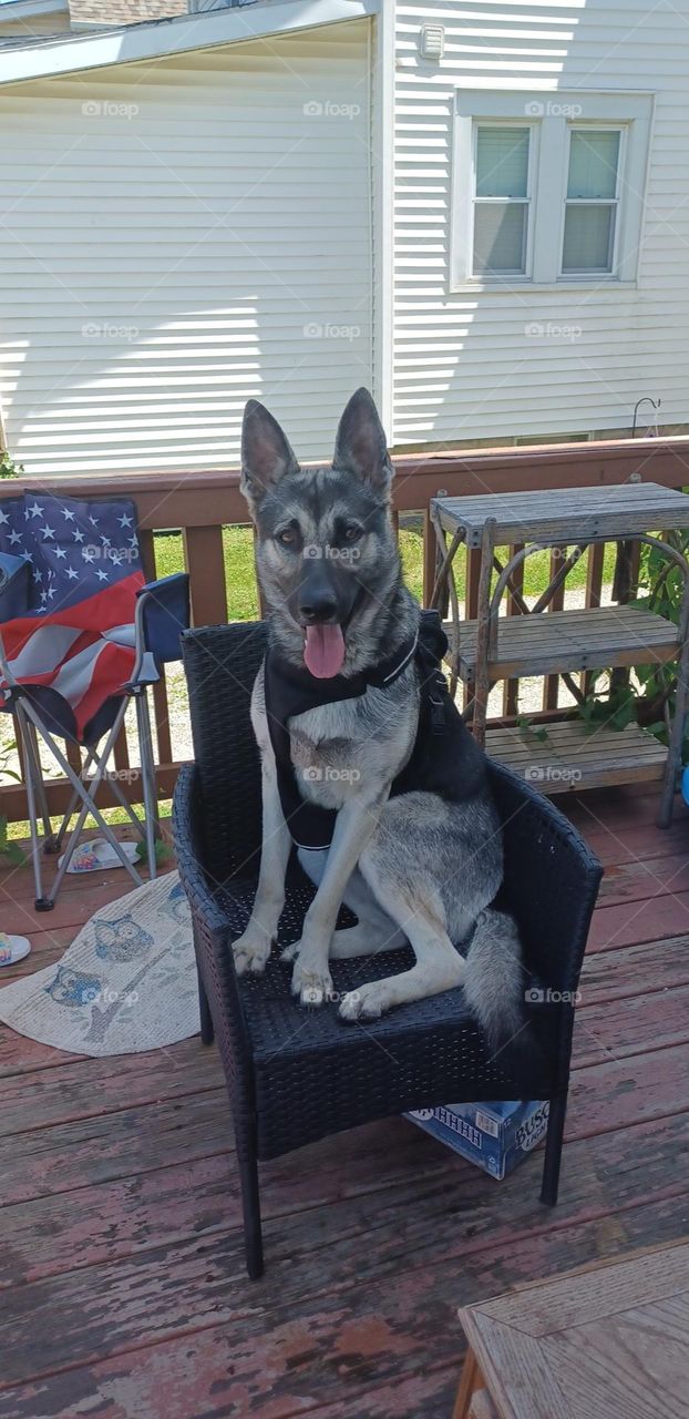 Nytro, German shepherd, age 1 year, posed in perfect poise on the decks black wicker chair.