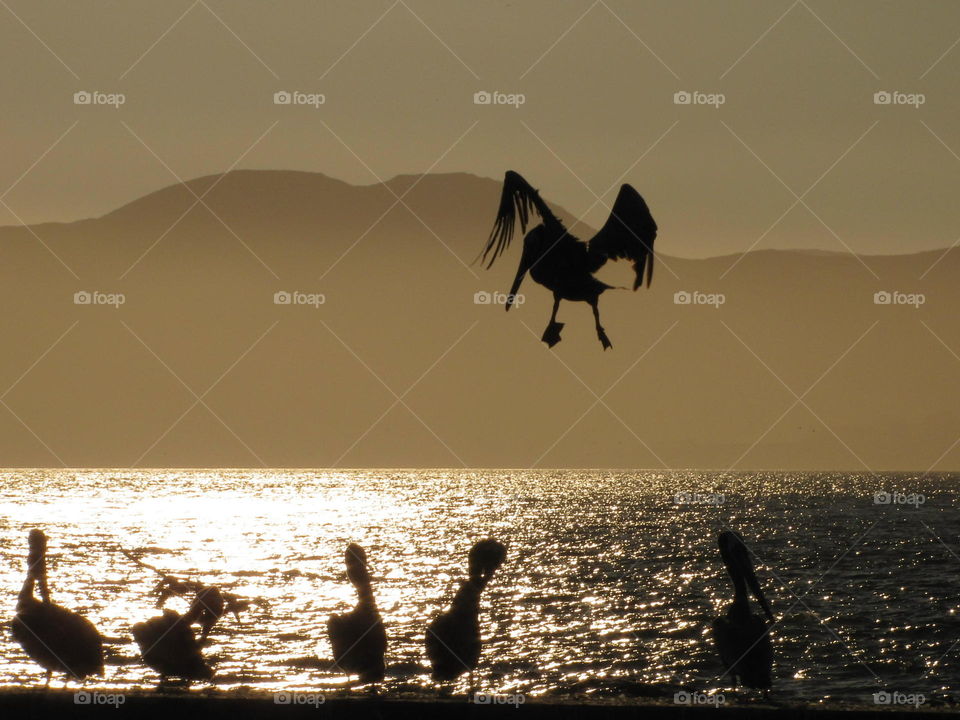 Pelican coming in to land at sunset