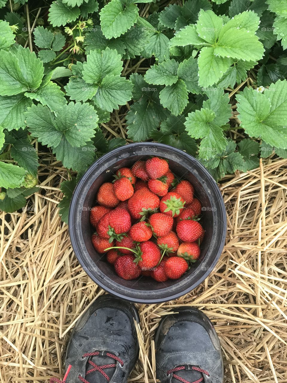 Picking Strawberries