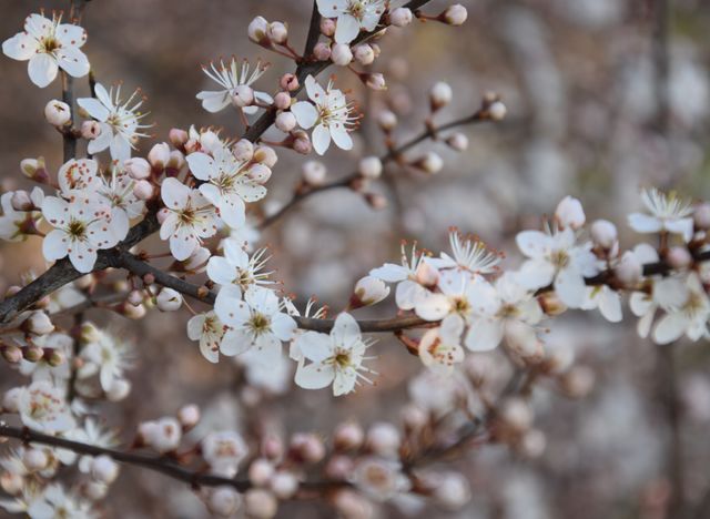 Spring flowers, monochrome