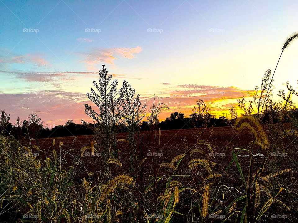 Vegetation in foreground of colorful orange, yellow, pink, red, & grey sunset