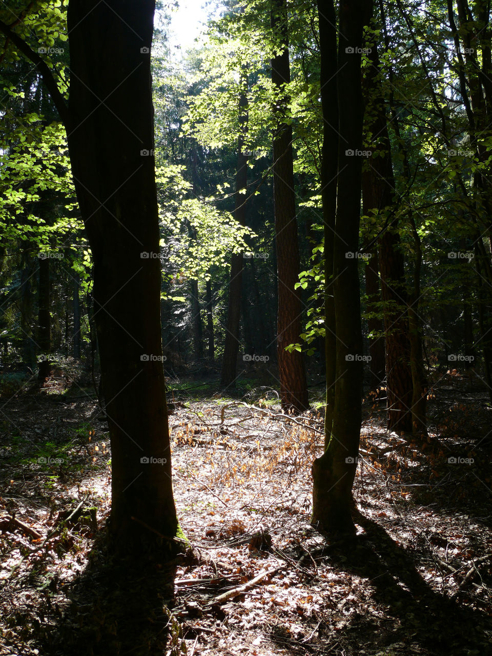 Backlit tree trunks in forest in Bernau bei Berlin, Germany.