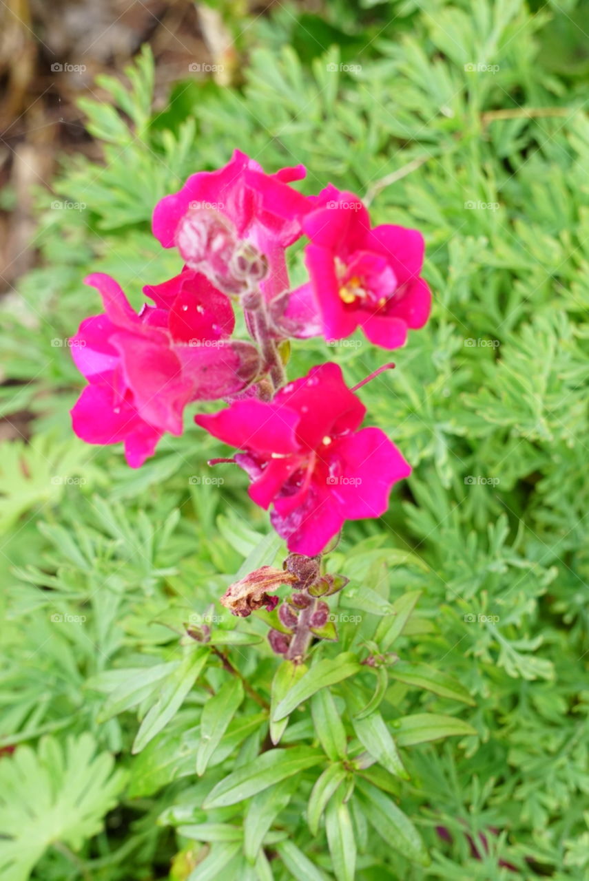 Dragon Plant 
Antirrhinum Maju L.
Spring
California