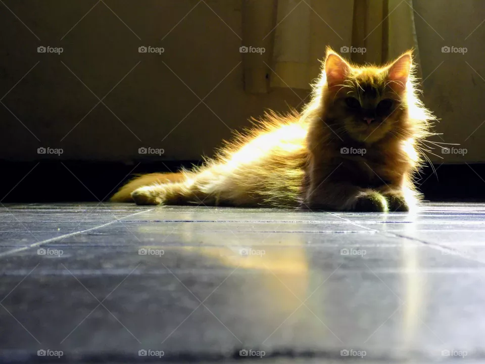 Pussy cat