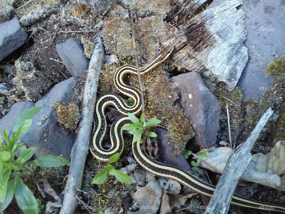 garter snake