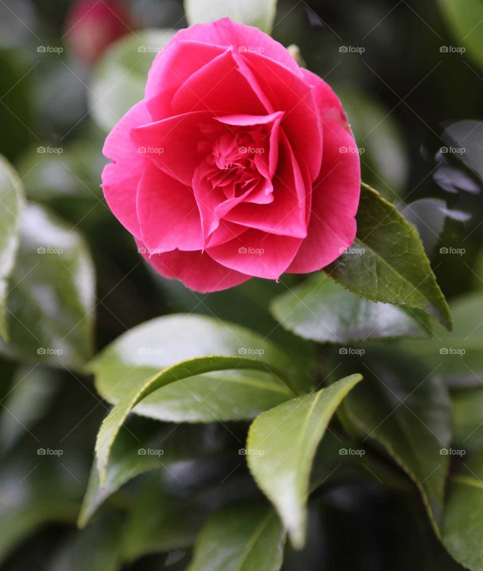 Camellia Flower Pink