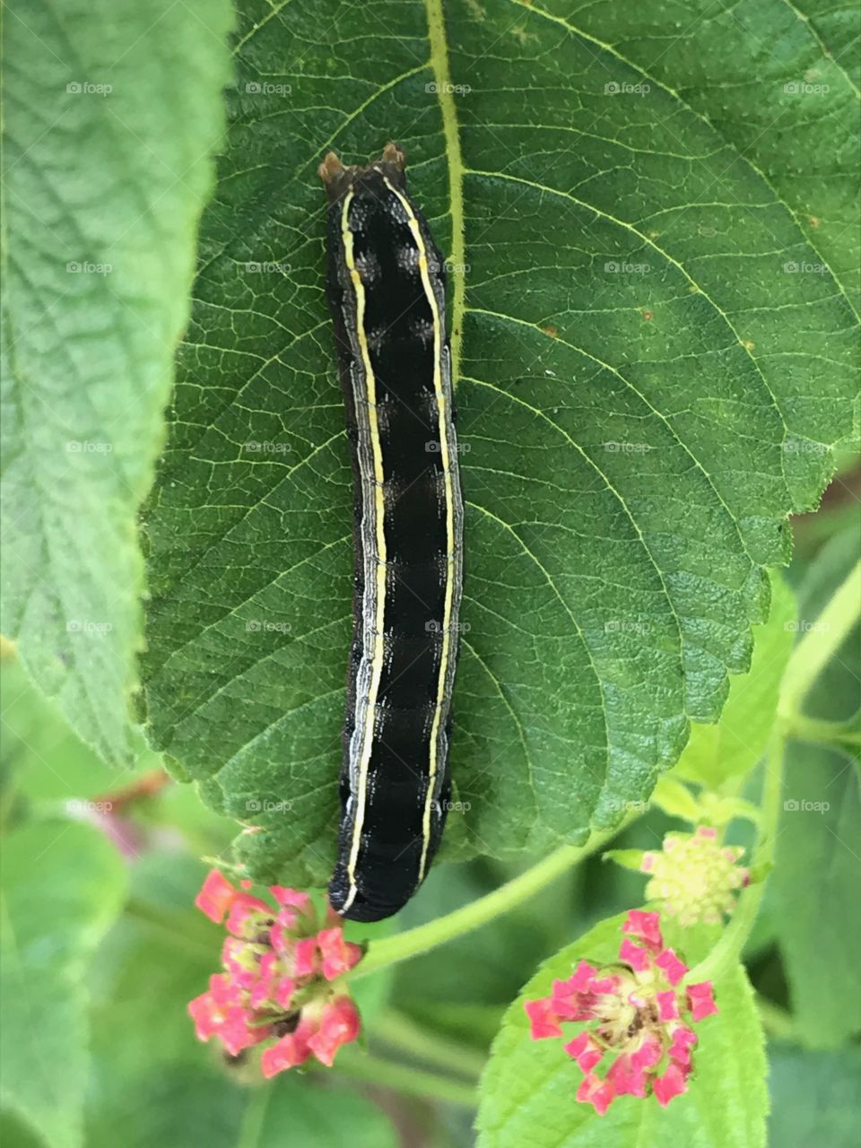 Caterpillar on Green Leaf