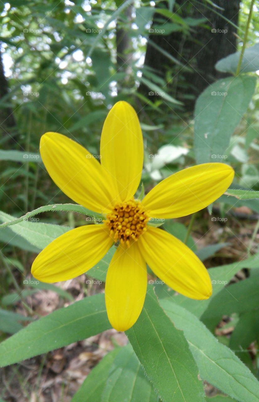 Wild flower in the woods