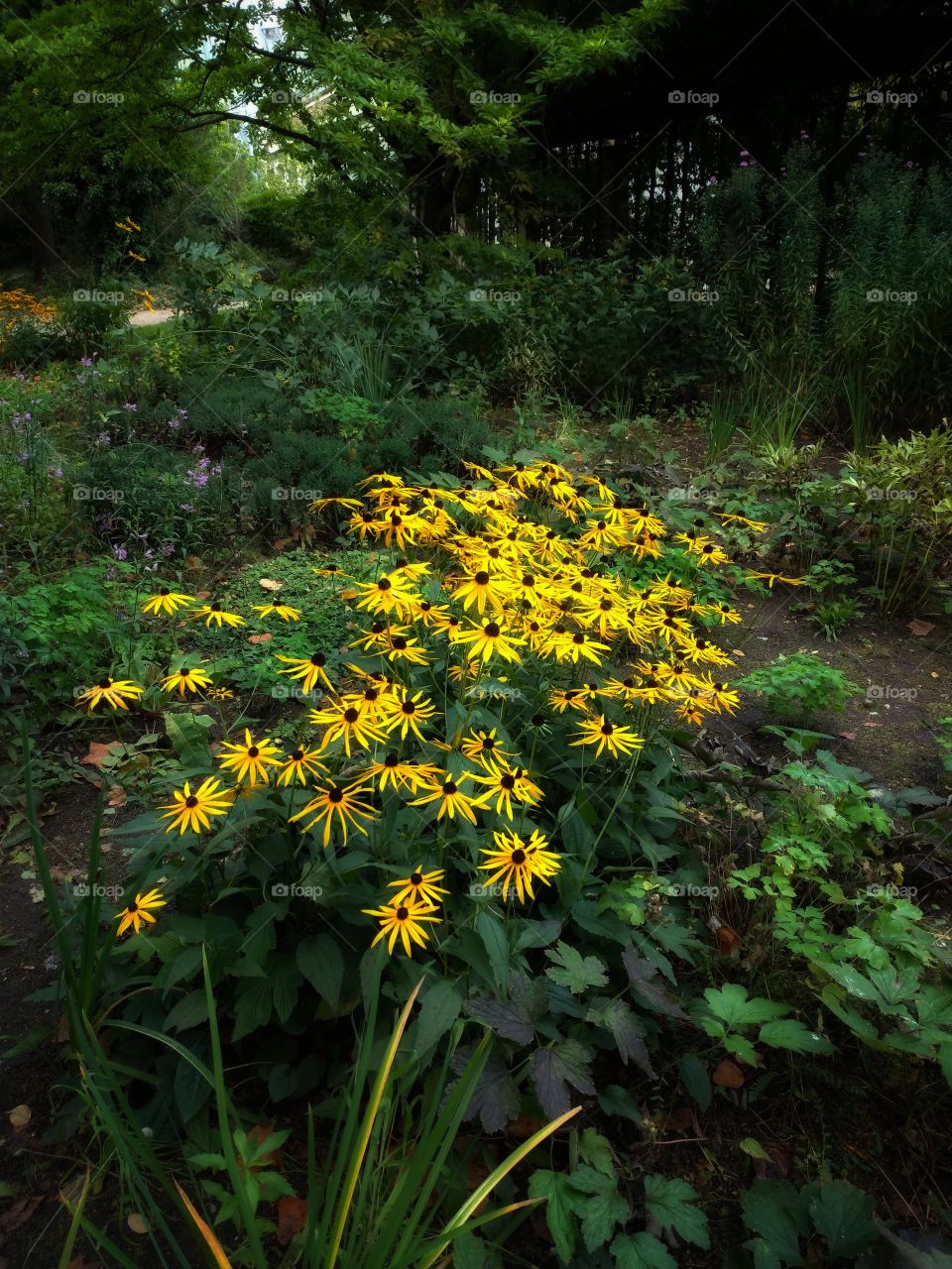 Kwitnące złocienie w parku oliwskim