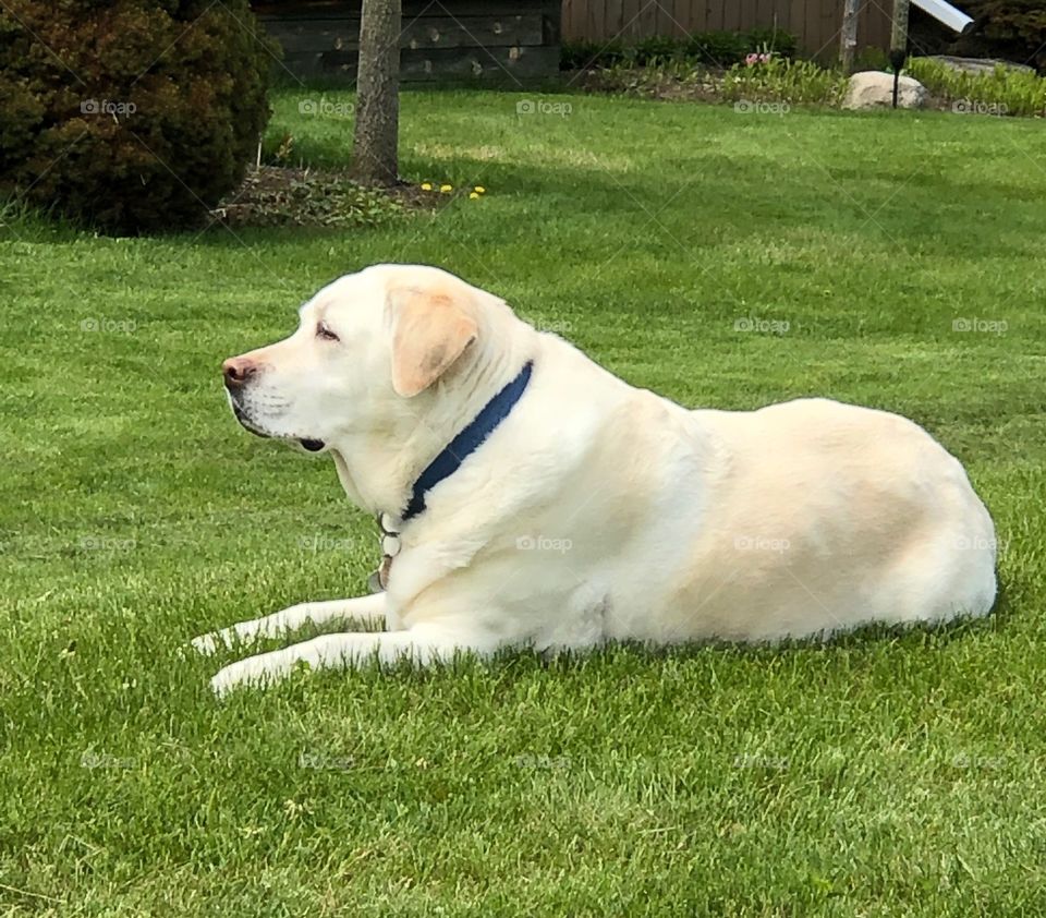 Our beautiful Lab Molly, surveying her surroundings.