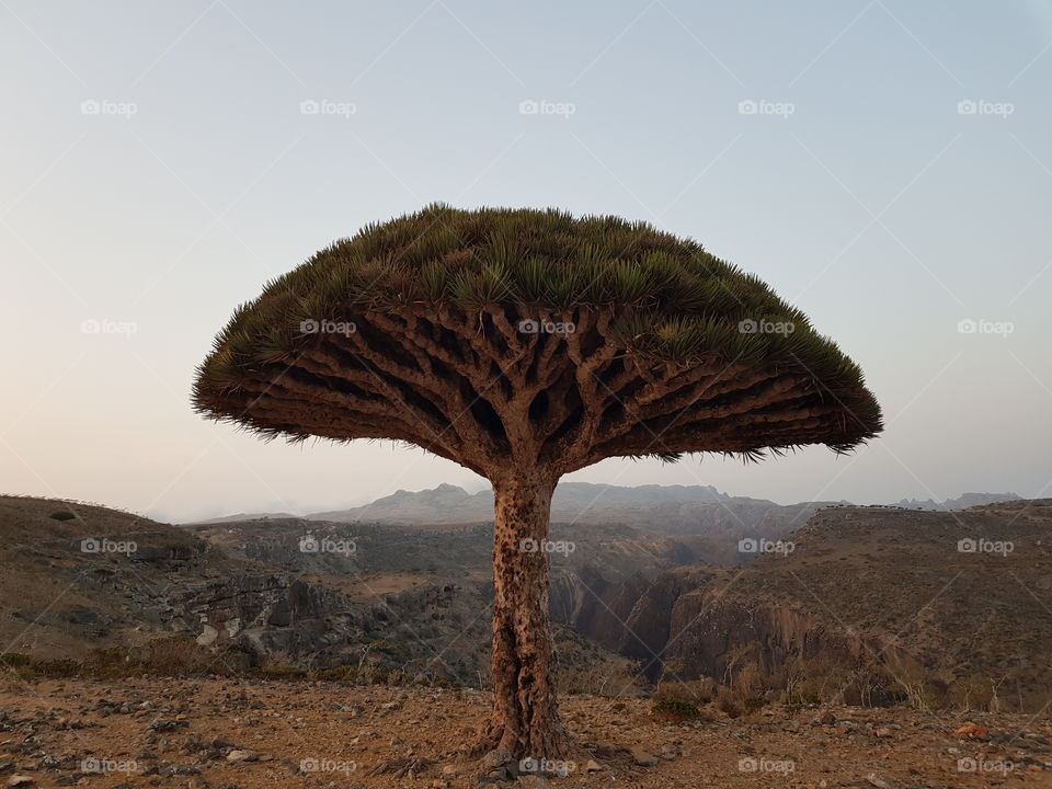 Lone dragon tree in Dixam Plateau, Socotra Island