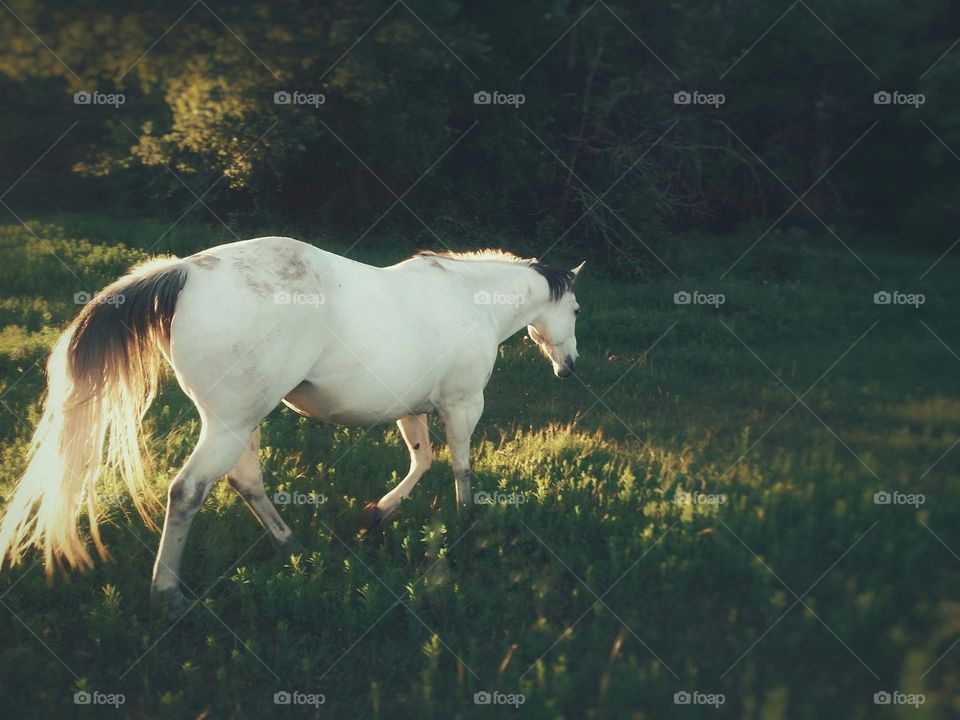 I think I Spotted a Unicorn Heading Back into the Magical Forest 🦄🌲🌞