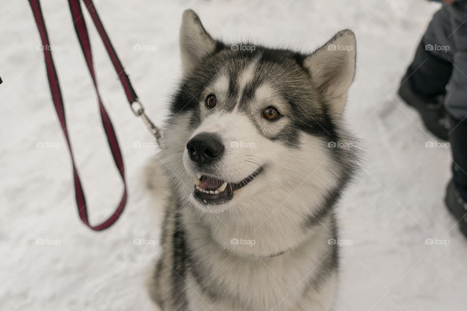 Husky for a walk