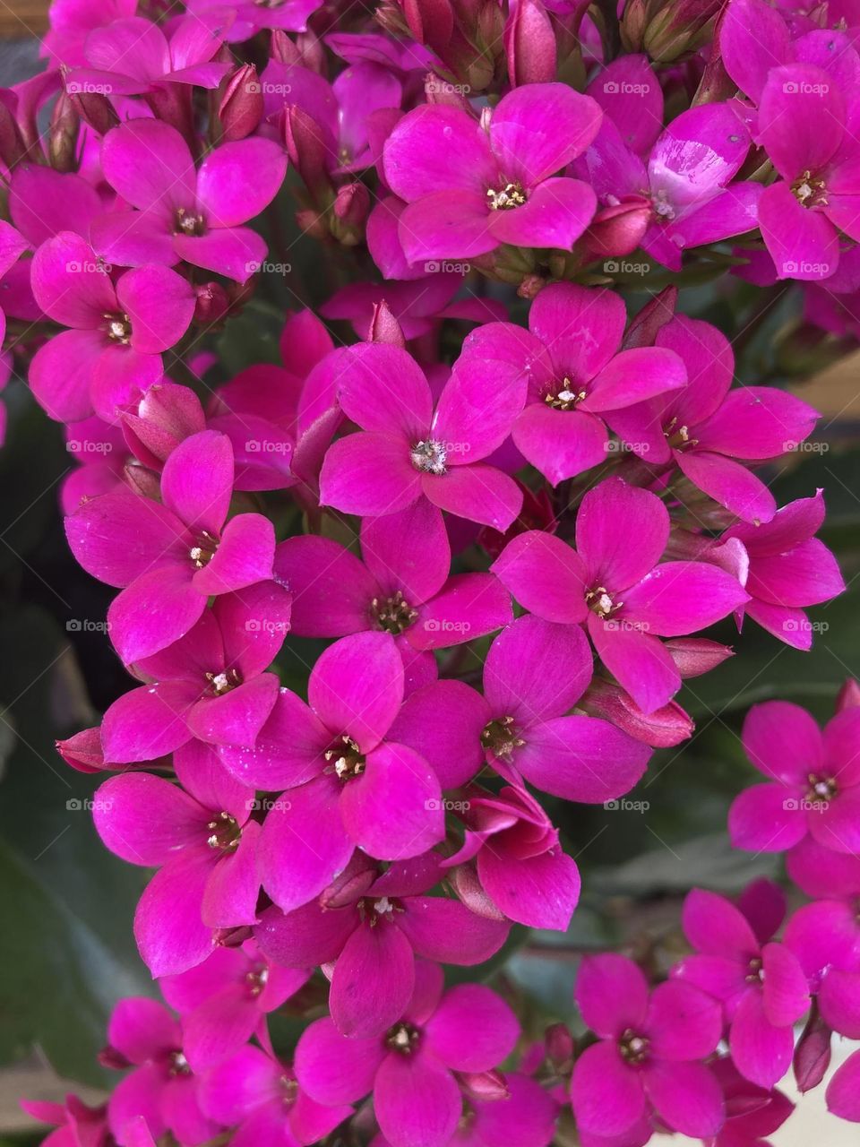 🌹 🇺🇸 Very beautiful flowers to brighten our day.  Live nature and its beauty. Did you like the delicate petals? / 🇧🇷 Flores muito bonitas para alegrar nosso dia. Viva a natureza e sua beleza. Gostaram das pétalas delicadas? 