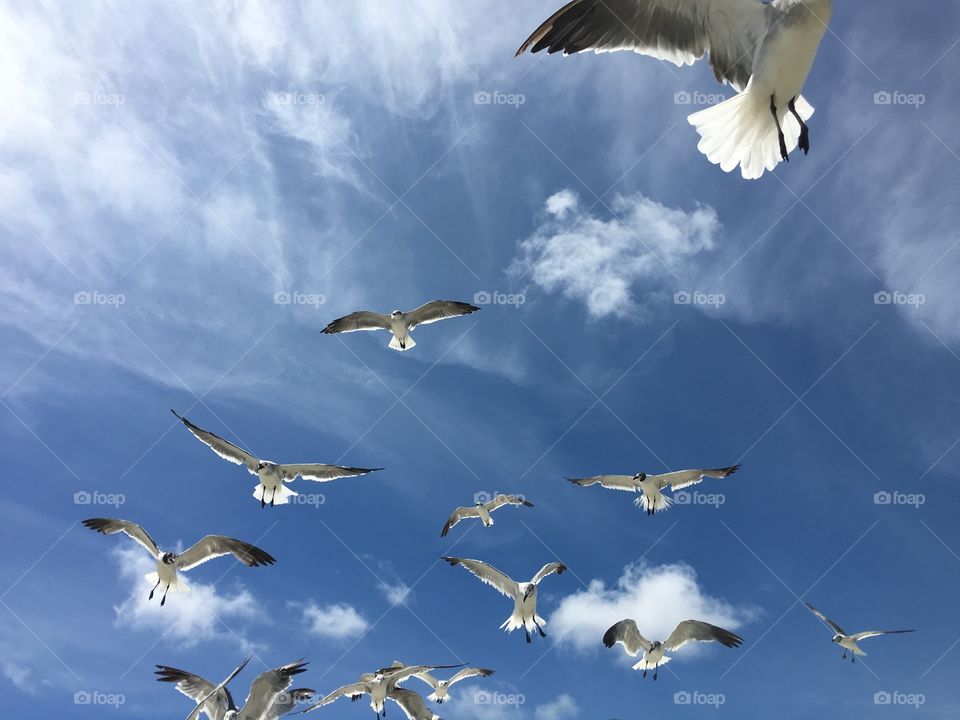 Low angle view of seagulls flying