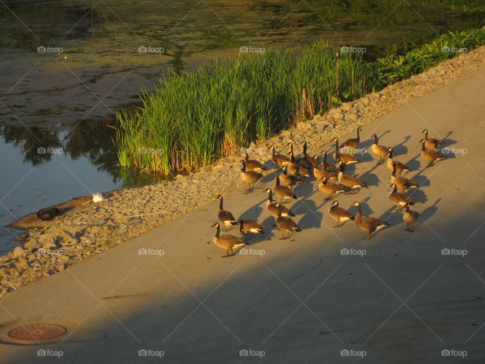 Duck Family