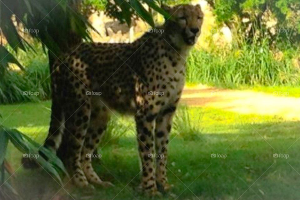 Cheetah