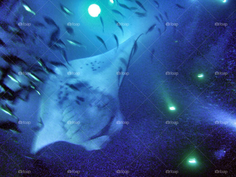 Manta Ray Night Dive