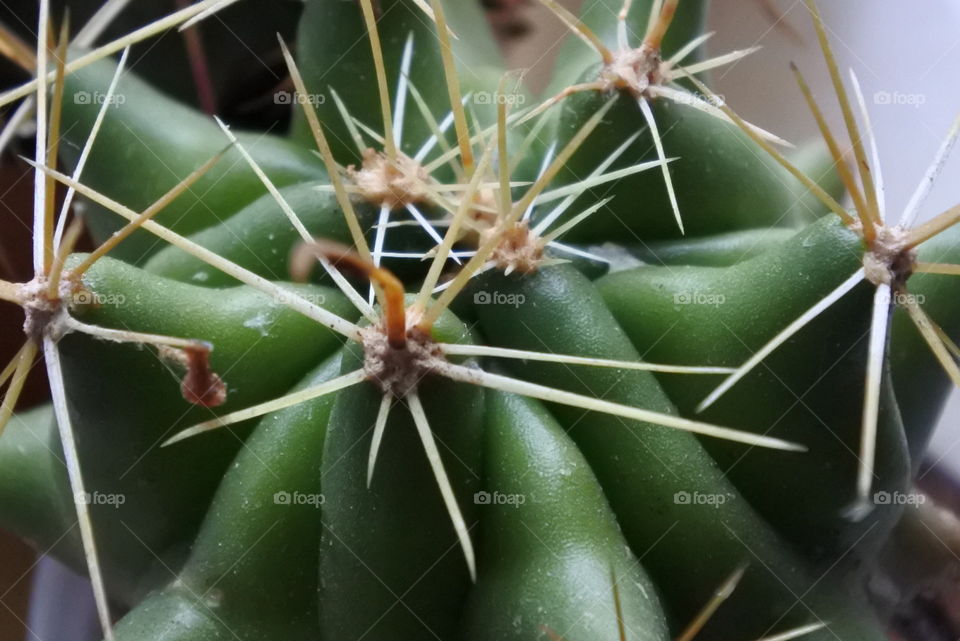 cacti cactus needles close up