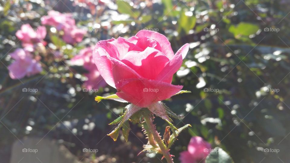 morning rose