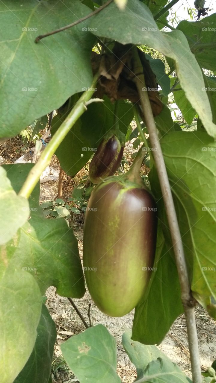 Brinjal