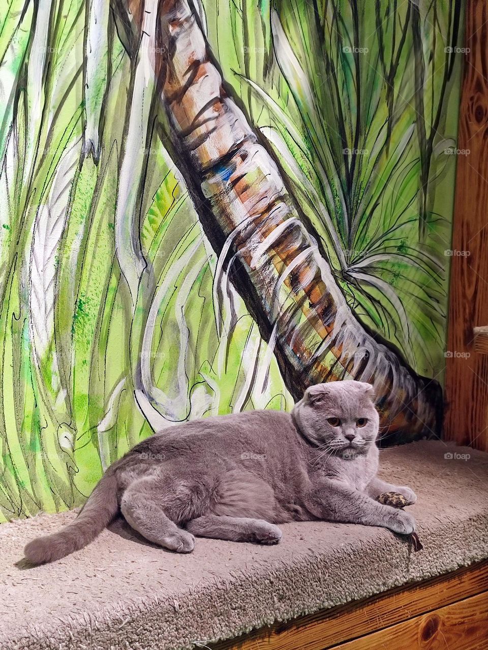 Photo of a gray British cat living in a zoo