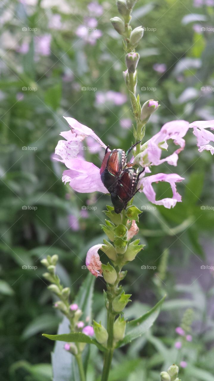 Insects on a Flower