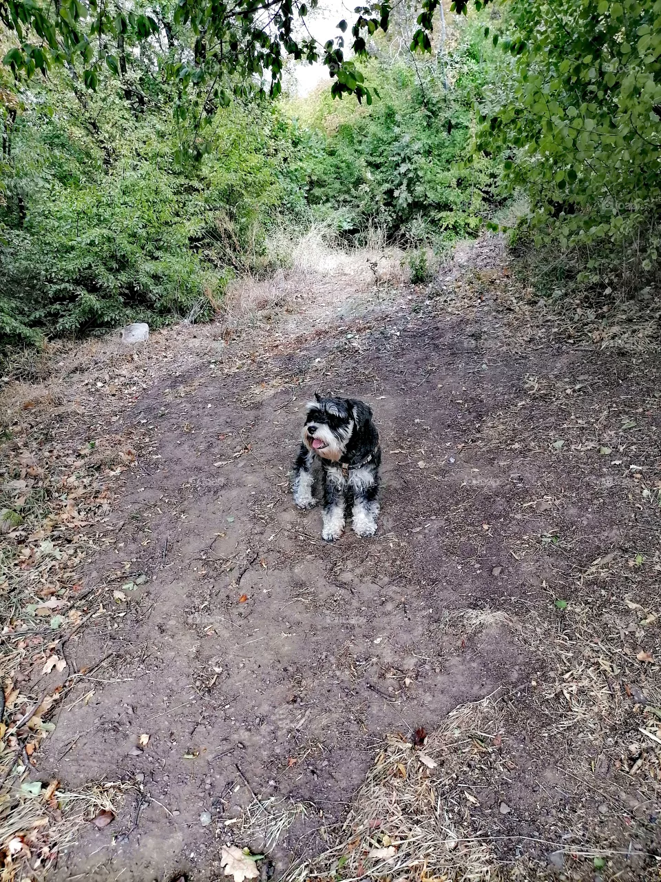 Miniature Schnauzer
