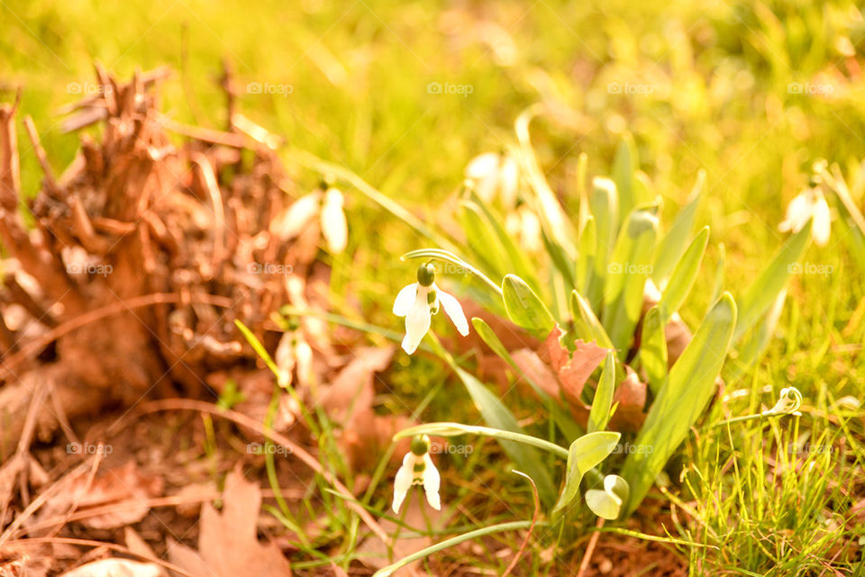 Snowdrops in the spring