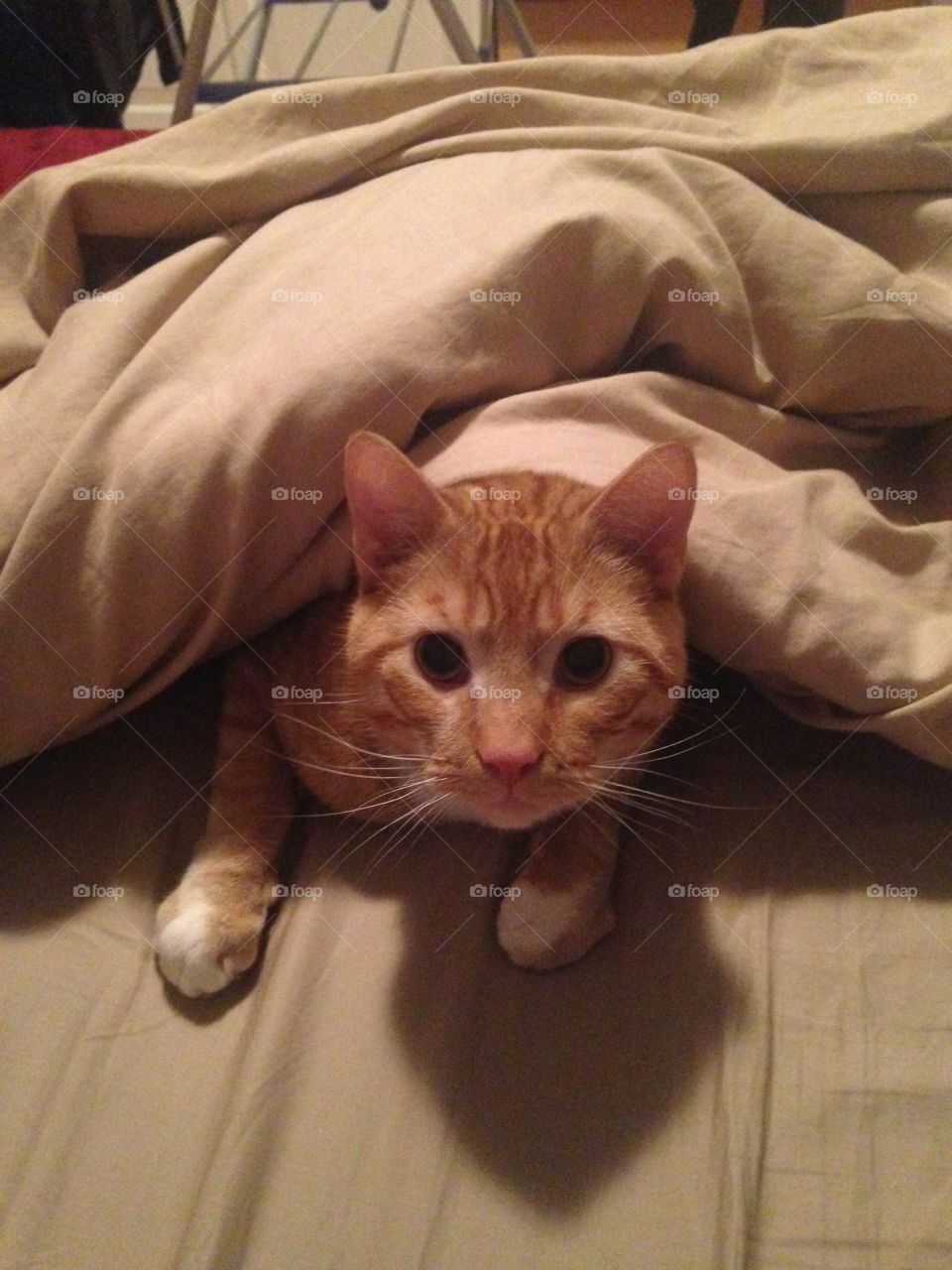 Orange tabby kitty under blankets