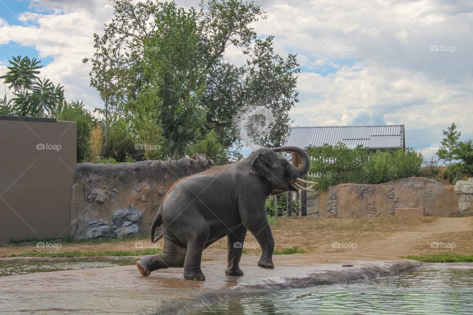 Baby Elephant: enjoying her first time at a deep pool 