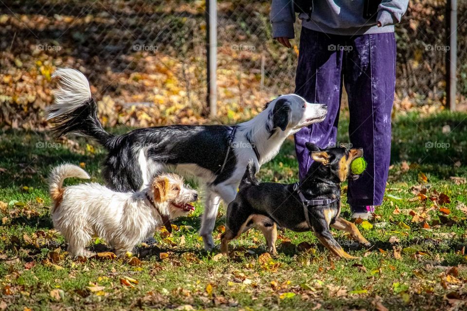 Dogs playing with a gree ball