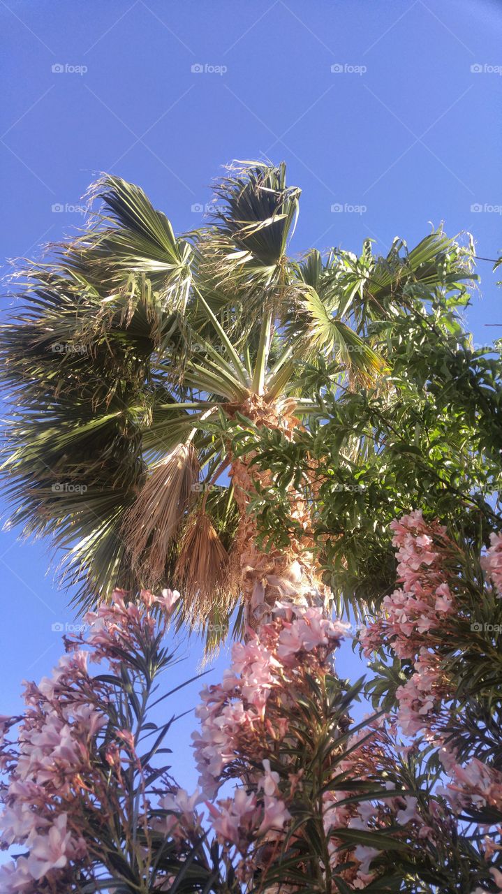 palm tree surrounded by blossoms