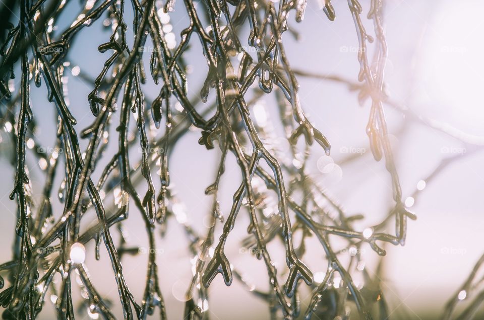 Freezing tree branches against the sunlight