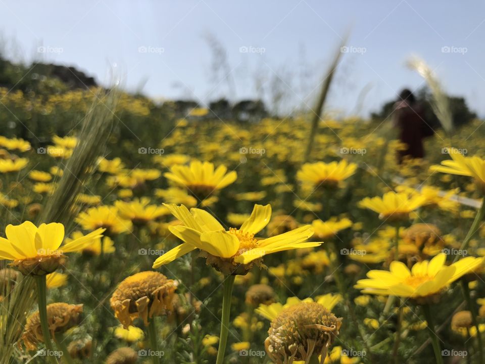 A field of flowers near ruins in Aegina, Greece