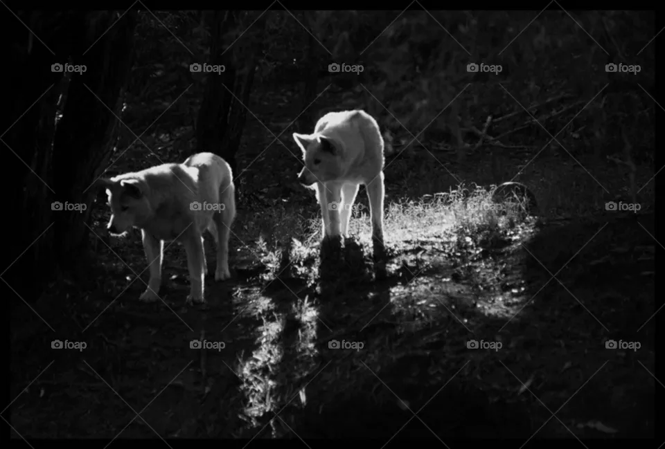 Hunters