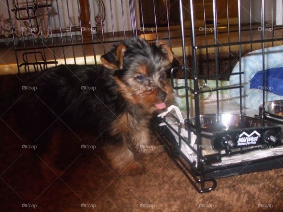 He's like (sticking out his tongue) saying "I'm not getting in this cage!"