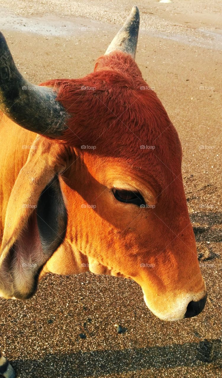 indian cow