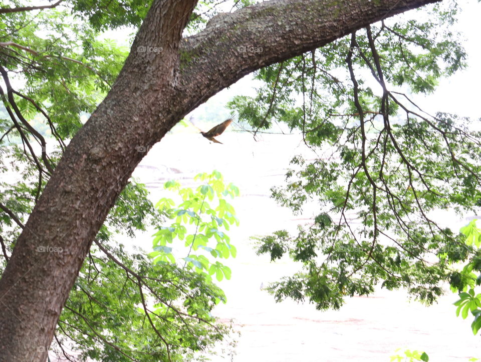 Tree, Wood, Branch, Nature, Leaf