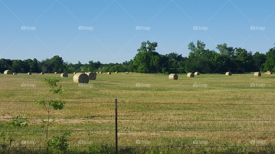 my grandfather's farm