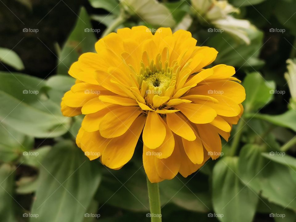 💐 Bright yellow flower​