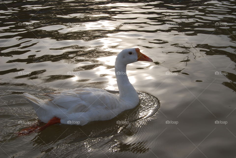 time to show my ability