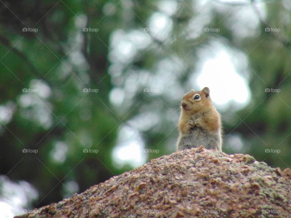 Tiny ground squirrel peeking from atop a rock. 