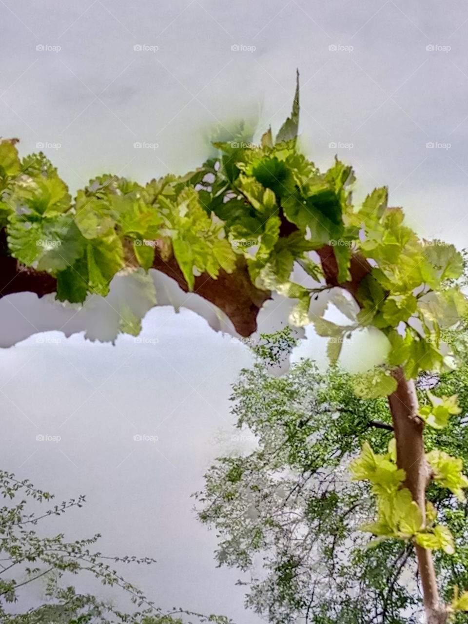 Leaf, Nature, Growth, Flora, Tree