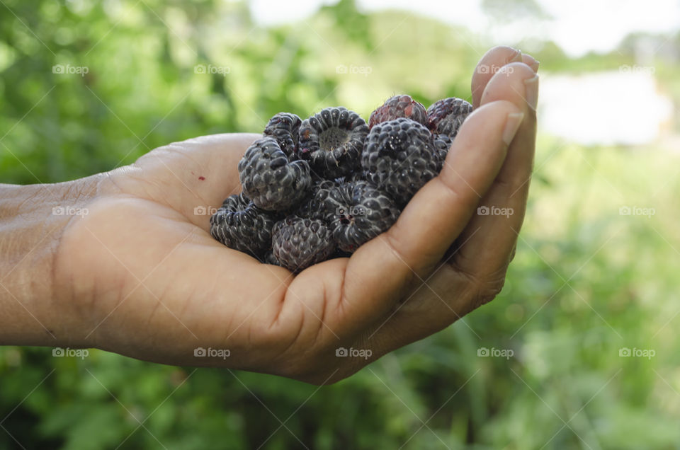 Blackberries in Hand