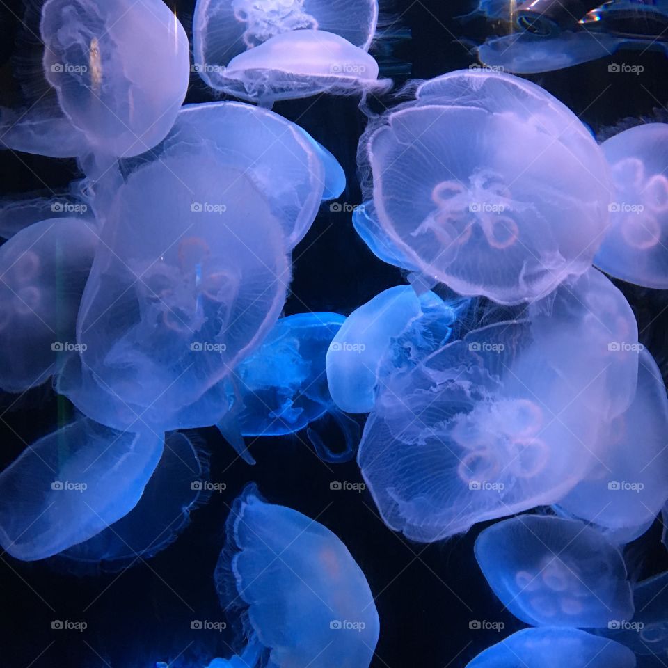Swimming jellyfish 