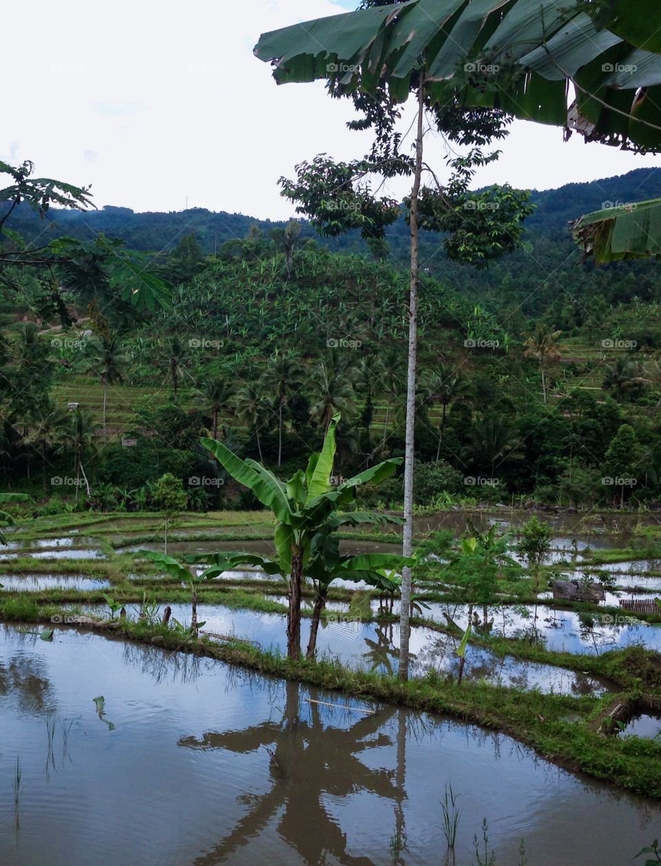 Rice fields in Sukabumi region, Indonesia