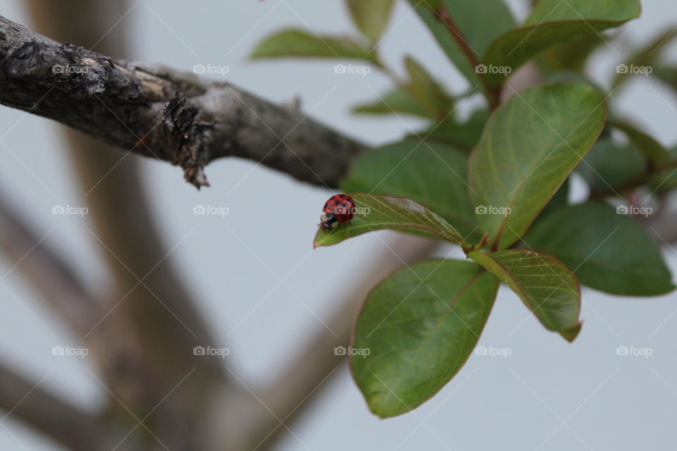 ladybug