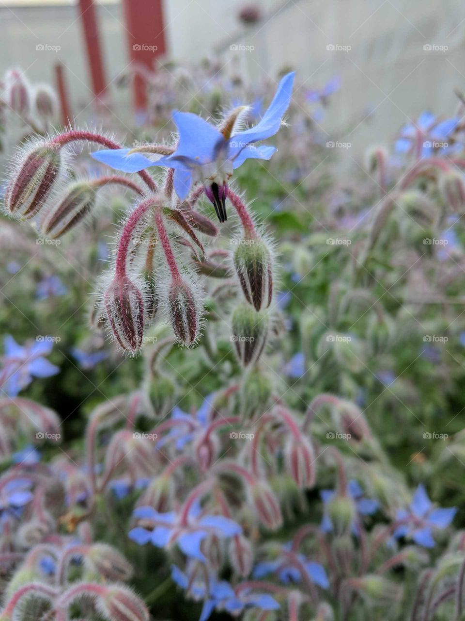 flower buds